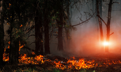  wildfire at sunset, burning pine forest .