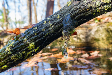 Frog eggs on wooden stick