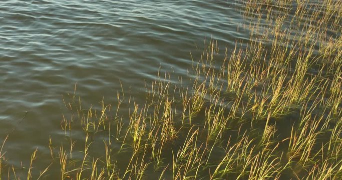 Mashland grass and reeds grow from a river