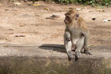 Fototapeta premium adult monkey sitting on the steps