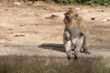 adult monkey sitting on the steps