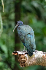 Green ibis, Mesembrinibis cayennensis, bird standing on a branch in Costa Rica