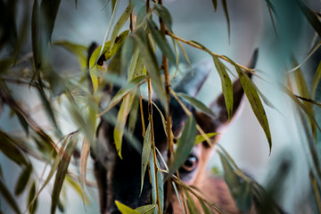  Goat koza Ziołowy Zakątek Koryciny Polska Poland Polen Herbal Corner Podlasie © Dreamnordno