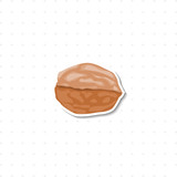 walnut isolated illustration