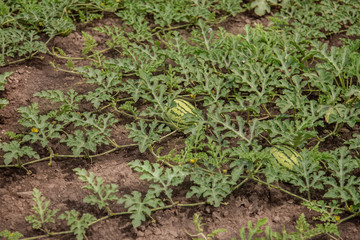 Young shoots of watermelons On the open field on the farm field.
