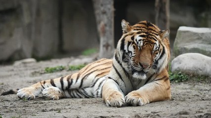Sleepy tiger lying on ground, tired expression, beautiful and dangerous animal, 4K Video, slow motion.