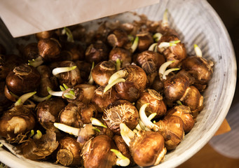 flower bulbs