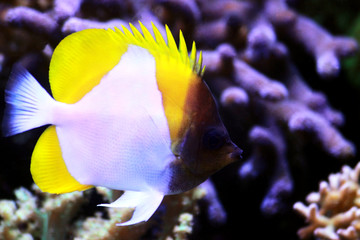 Yellow Pyramid Butterflyfish - (Hemitaurichthys polylepis)
