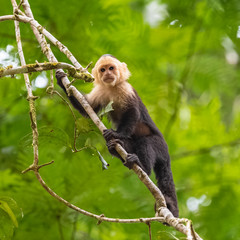 capuchin, monkey on a tree in the jungle, Costa Rica