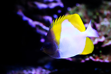 Fototapeta na wymiar Yellow Pyramid Butterflyfish - (Hemitaurichthys polylepis)