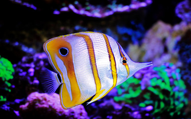 Fototapeta na wymiar Copperband Butterflyfish - (Chelmon rostratus)