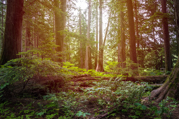 Sunlit Hemlock Tree Forest in Summer. Glacier National Park, BC, Canada.