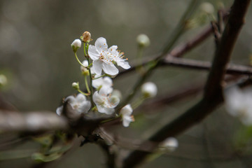 Spring blossoms