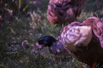 Kaczki duck Ziołowy Zakątek Koryciny Polska Poland Polen Herbal Corner Podlasie © Dreamnordno