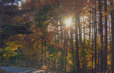Fototapeta premium sun rays through the tree branches