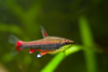 Nannostomus beckfordi red, Brazilian ornamental freshwater juvenile pencilfish, nature biotope aquarium, closeup aquatic fauna