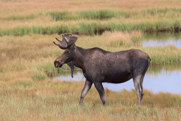 Shiras Moose in Colorado. Shiras are the smallest species of Moose in North America