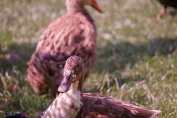 Kaczki duck Ziołowy Zakątek Koryciny Polska Poland Polen Herbal Corner Podlasie © Dreamnordno