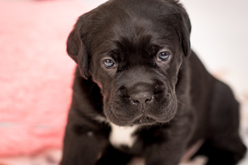 Portrait of a puppy dog breed Cane Corso closeup on a blurred background