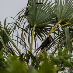 black bird on the palm tree