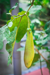 green brinjal 