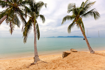 Beautiful beach with coconut trees on tropical island..Koh Samui beach, Thailand..View of empty golden sand beach.