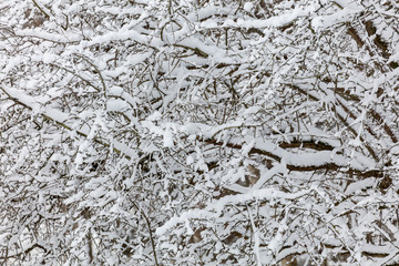 Snow on tree branches