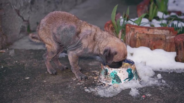 Sick pug eating from a bowl on the street