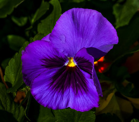 purple pansy closeup isolated against a dark green leaf background
