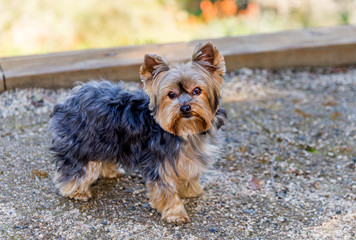 Little Yorkshire Terrier playing in park. Yorkie dog