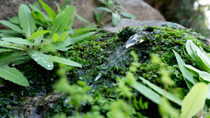 Agua fluyendo entre las plantas