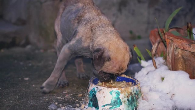 Very sick pug eating from a bowl