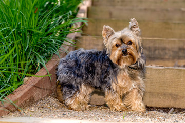 Little Yorkshire Terrier playing in park. Yorkie dog