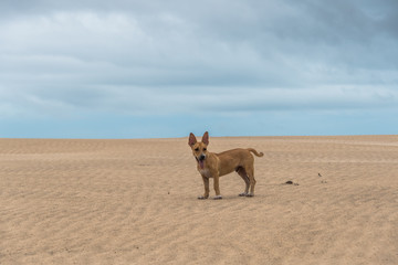 little dog on the dune