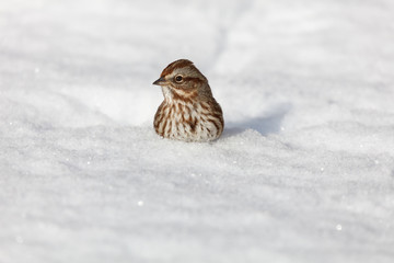 song sparrow in the snow