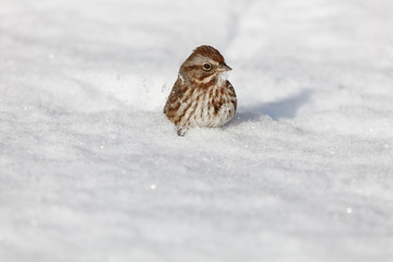 song sparrow in the snow