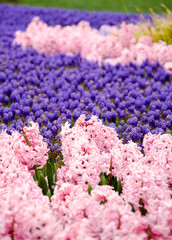 Blooming spring flowers during the tulip festival in Istanbul, Turkey