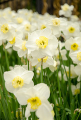 Fototapeta premium Blooming spring flowers during the tulip festival in Istanbul, Turkey