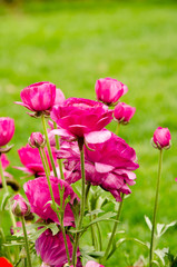 Blooming spring flowers during the tulip festival in Istanbul, Turkey