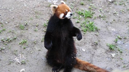 Red Panda (Ailurus Fulgens), also Called The Lesser Panda, standing up and waving arms asking for food, 4K Video, slow motion.