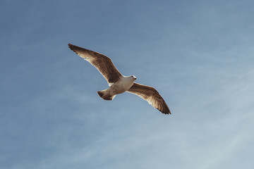 	Seagulls from below flying with a blue sky background