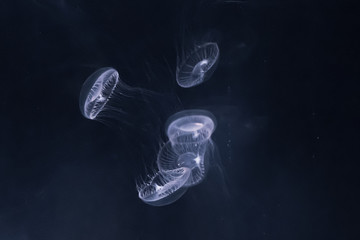 Jellyfish dancing in the dark water while glowing