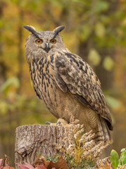 Great horned owl sitting on a stump with fall foilage in the background