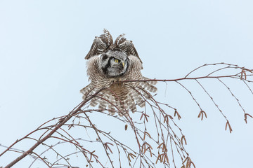 Northern Hawk owl