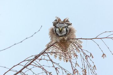 Northern Hawk owl