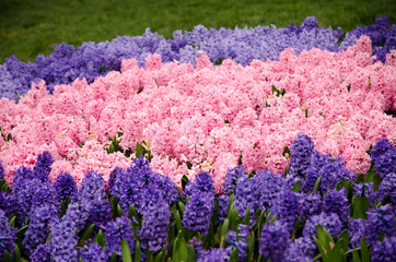 Obraz premium Blooming spring flowers during the tulip festival in Istanbul, Turkey