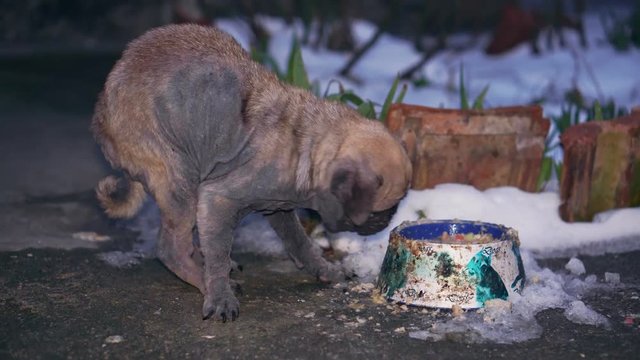 Sick old pug eating from a bowl