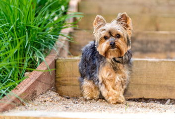 Little Yorkshire Terrire playing in park. Yorkie dog