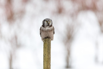 Northern Hawk owl