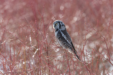Northern Hawk owl